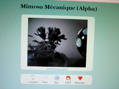 mimosa-mecanique